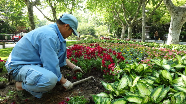 旅游景区反季节植物的种植措施